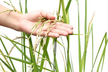 Paddy Rice and hand