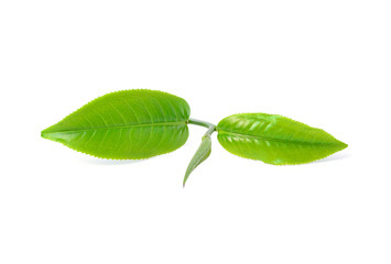 Obraz premium Green tea leaf isolated on white background