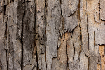 Tree bark texture wallpaper and background