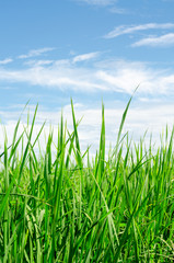 green grass meadow with blue sky background