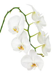 Seven day old white orchid isolated on white background.