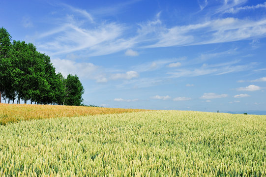 Wheat meadow and blue sky in Biei, Hokkaido, Japan