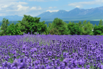 Lavender farm in Hokkaido