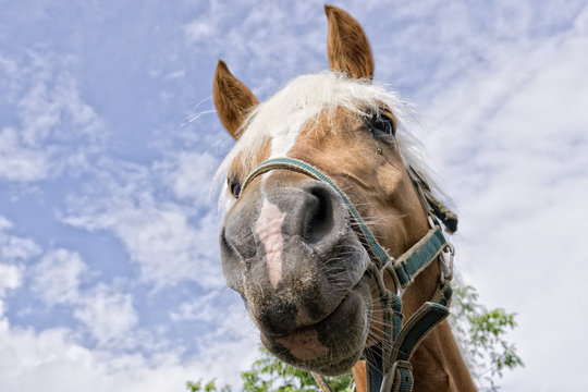 Horse Outside The House