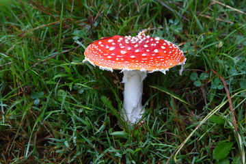Fliegenpilz (Amanita muscaria)