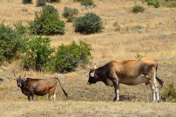 Коровы на высокогорном пастбище
