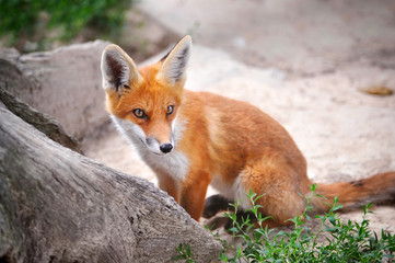 Red Fox Cub