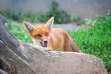 Naklejka na ściany i meble Red Fox Cub with a booty