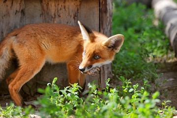 Red Fox Cub with a booty
