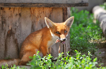 Red Fox Cub with a booty