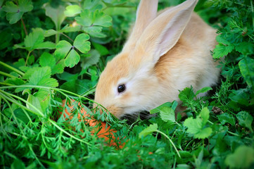 Funny baby rabbit with a carrot in grass