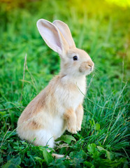 Little rabbit standing on hind legs in the grass