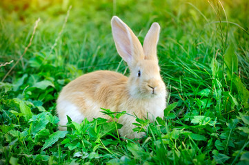 Little rabbit in green grass