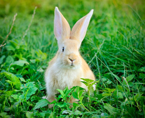 Little rabbit in green grass