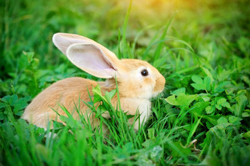 Fototapeta premium Little rabbit in green grass