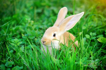 Little rabbit in green grass