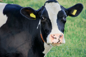 Dutch cow in the meadow
