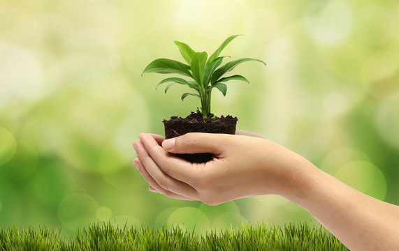 plant in the hand on natural background