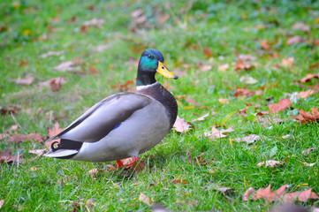 Mallard Ducks (Anas platyrhynchos) on grass