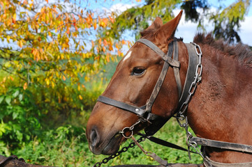 Fototapeta premium Horse is with the old trappings of autumn sunny day