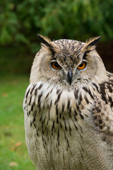 Portrait of an owl