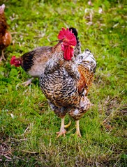 Rooster and Chickens in grass
