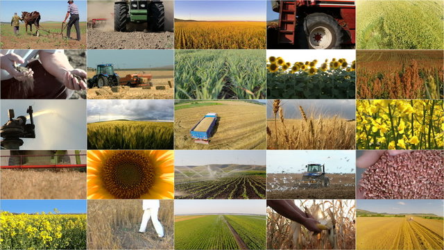 Montage selection of different crops and agricultural work