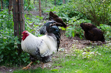 Beautiful black and white chicken on a farm