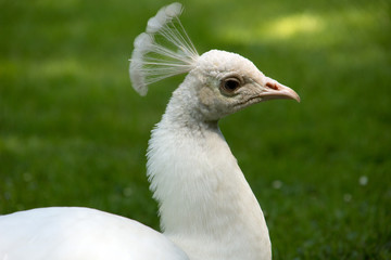 Fototapeta premium White peacock