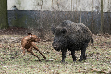 Hunting dog catching wild boar
