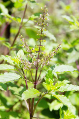 Fresh basil flower plant