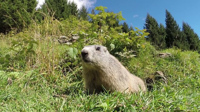 Marmotta delle Alpi
