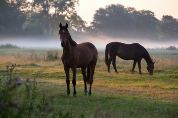 horses grazing on pasture at sunrise