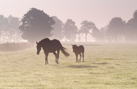 horse and foal in dense sunrise fog
