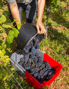 vendanges