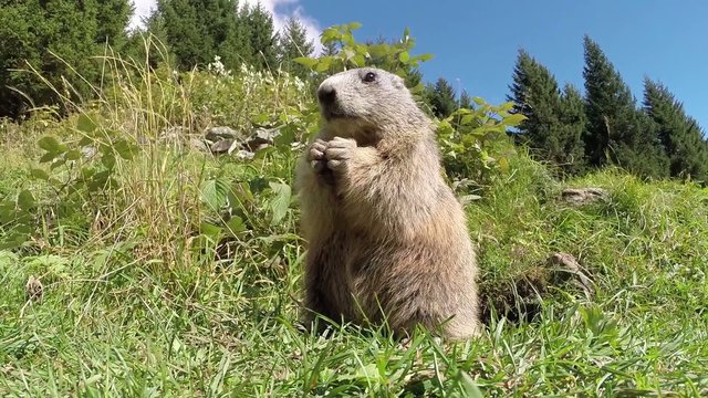 marmot