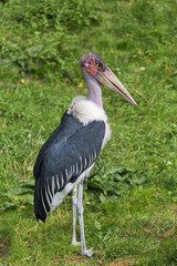 Marabou