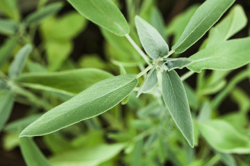 Sage plant
