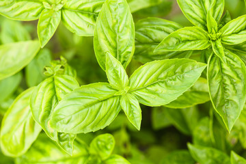 Basil plant