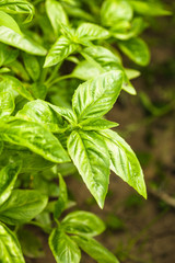 Basil plant