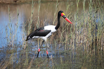Setloglevel stork Jabiru hunting, saddle billed stork,