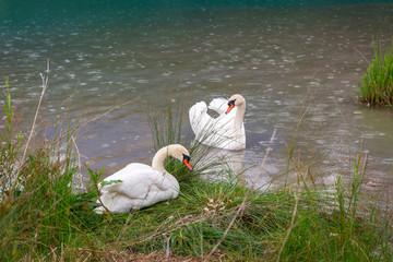 Couple of swans with baby birds on the lake