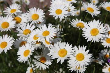 Flowers randomly growing daisies, Цветы растущей ромашки.