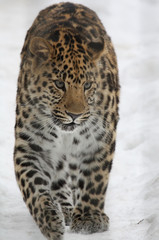 Amur leopard in the snow, Леопард амурский