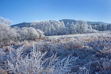 a frozen winter landscape