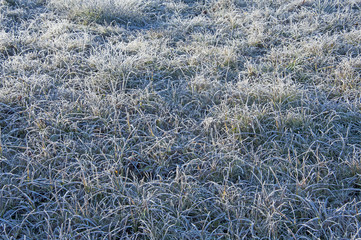 Fototapeta na wymiar frozen grass with hoarfrost - winter background