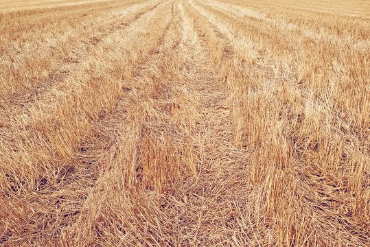 Wheat Stubble Field