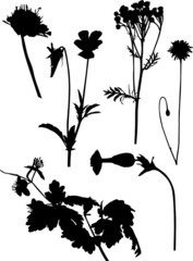 six wild black flowers silhouettes on white