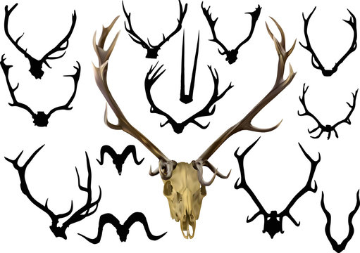 collection of fourteen antler and horns
