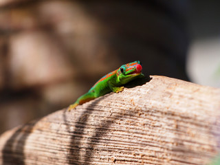 Gecko showing tongue